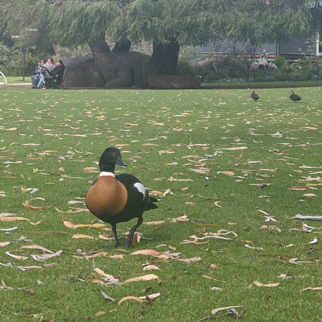 Cmmngrnd Duck off Cap