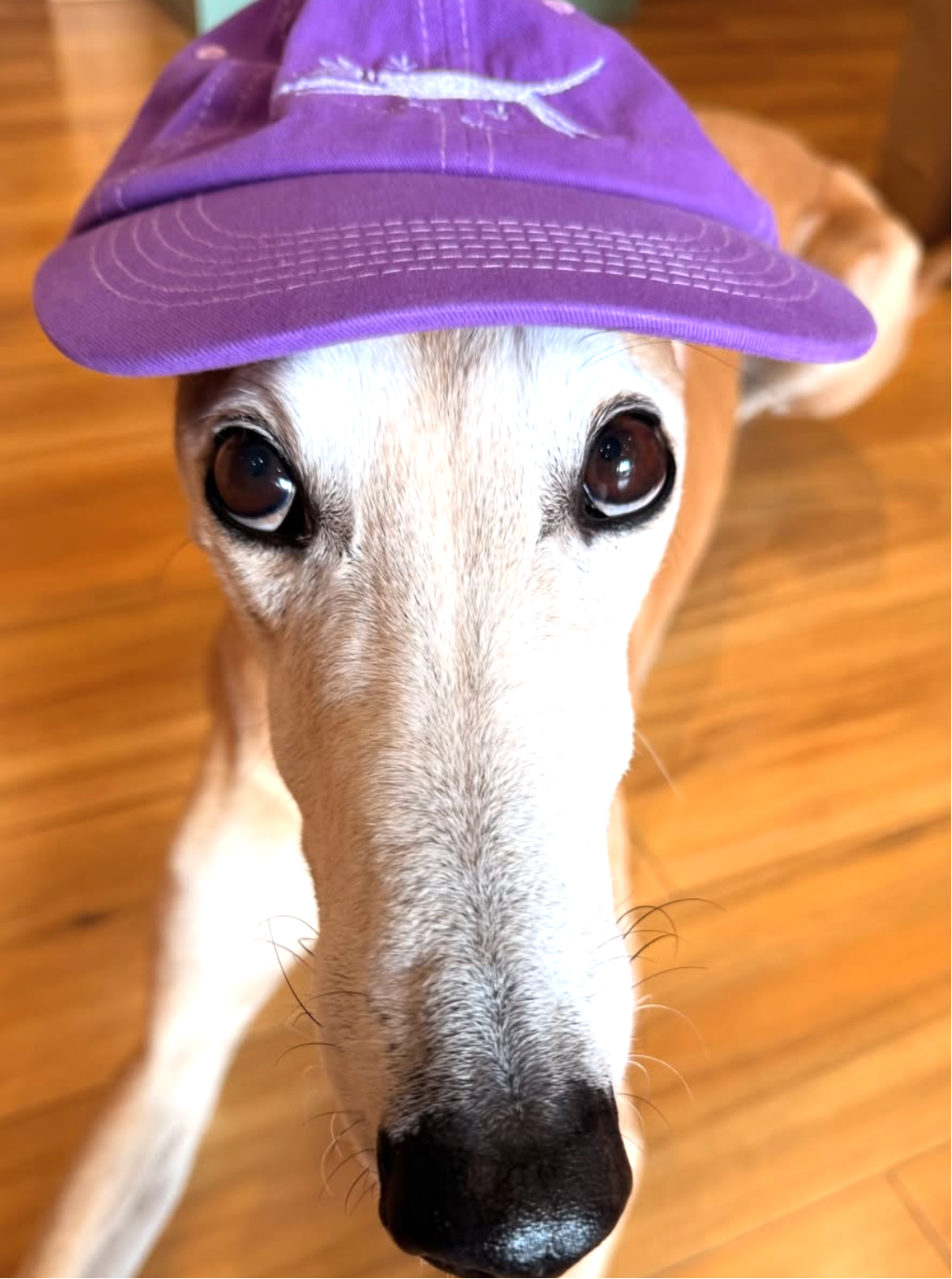 "Flagmantle"  Extra Purple spud cap